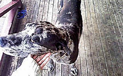 Last bid to save dog’s life. Last bid to save dog’s life.